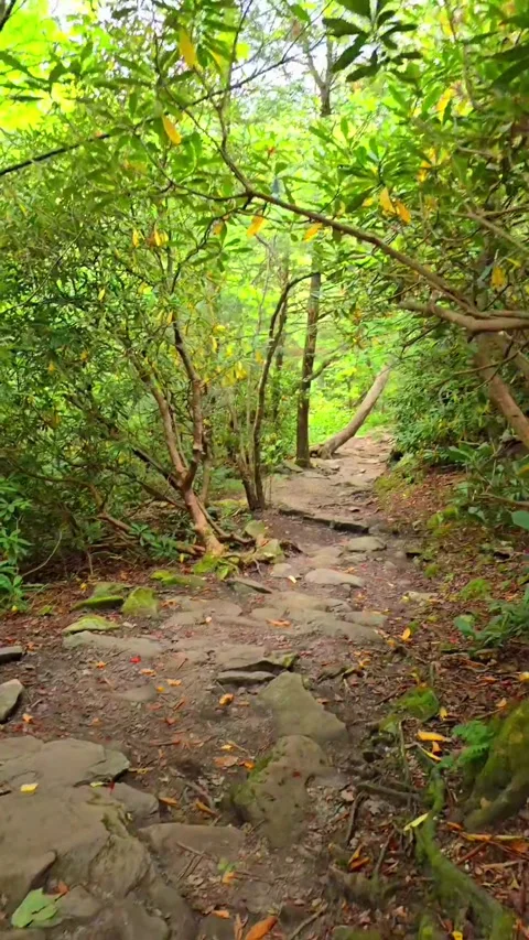 Beacon Heights Trail Video Vertical Stock Footage 318958682