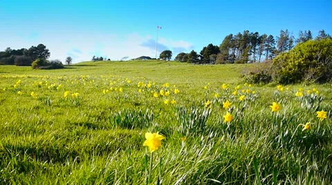 Beacon Hill Park, Daffodils in a Spring Field Video stock 37975964