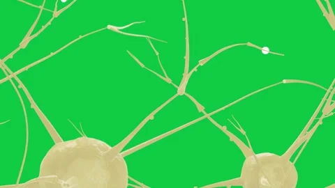 Bead starting near node, pale nerve net sweeping clear, two cells coming, beads Stock Footage 337173108