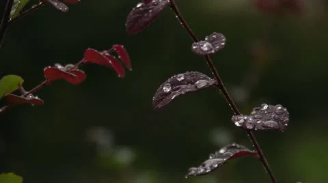 Beaded rain Stock Footage 12258176