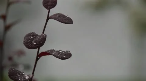 Beaded rain slo-mo Stock Footage 12258026