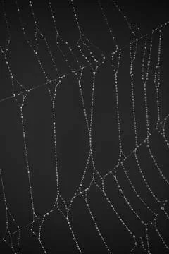 Beaded spider web Stock Photos