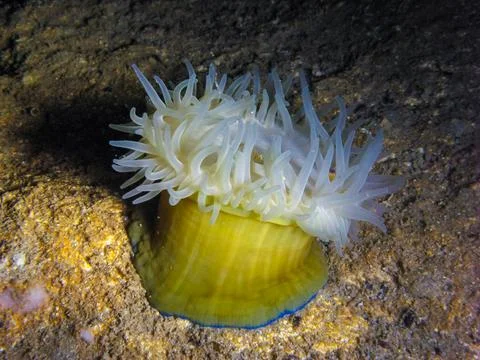 Beadlet anemone (Actinia equina), sea anemone at night on the wall of an un.. Stock Photos