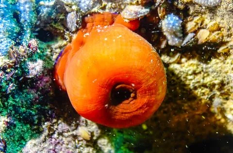 Beadlet anemone (Actinia equina), sea anemones on underwater rocks Stock Photos