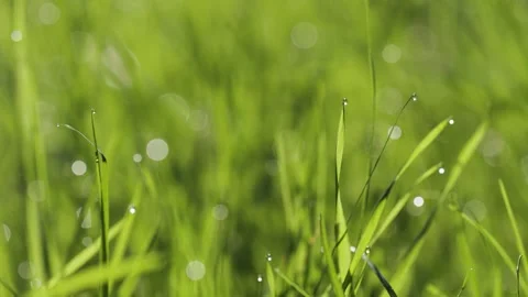 Beads of dew on the fresh green grass. Stock Footage 258333403