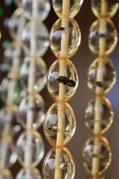 Beads of the same type and color Fotos de archivo