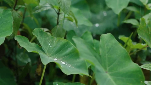 Beads Slowly Trickling and Dripping from Pointed Elephant Ear Leaf Tip Stock Footage 347267953