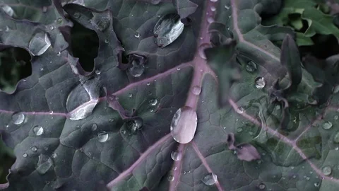 Beads of Water on Kale Stock Footage 124042610