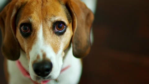 Beagel Stock Footage 229700544