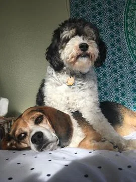 Beagle and Cockapoo Lying on a Bed Stock Photos