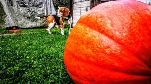 Beagle and the pumpkin Foto stock
