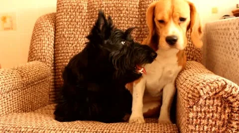 Beagle  and the scottish terrier Stock Footage 10771647