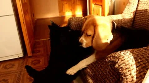 Beagle  and the scottish terrier playing with each other Stock Footage 10770373