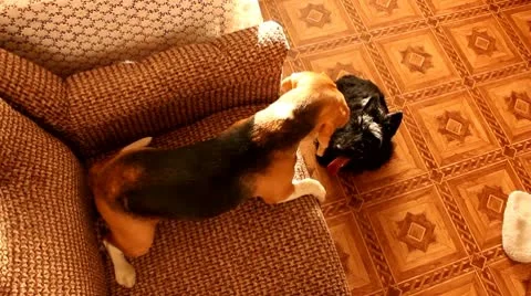 Beagle  and the scottish terrier playing with each other Stock Footage 10771144