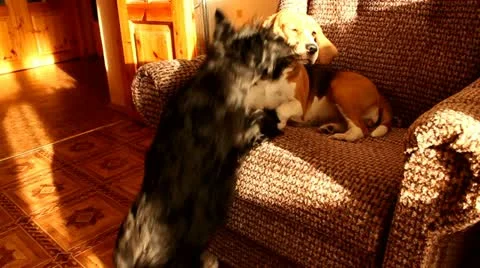 Beagle  and the scottish terrier playing with each other Stock Footage 10821368