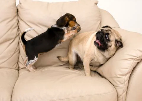 Beagle Attacking Pug Stock Photos