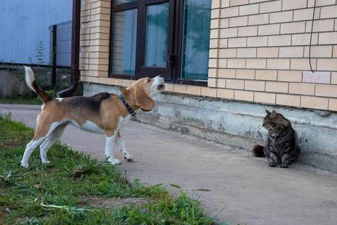 Beagle barks at curious tabby cat near a cozy brick house in the late afternoon Foto stock