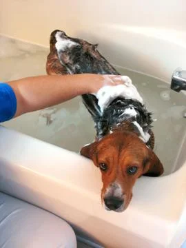 Beagle bath Stock Photos
