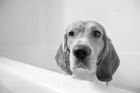 Beagle Bath Time Stock Photos