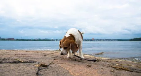 Beagle on the beach Foto stock