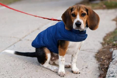 Beagle in blue jacket on a walk Stock Photos