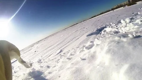 Beagle bolts towards the action camera sitting on the ground overthrowing it Stock-Footage 81812510