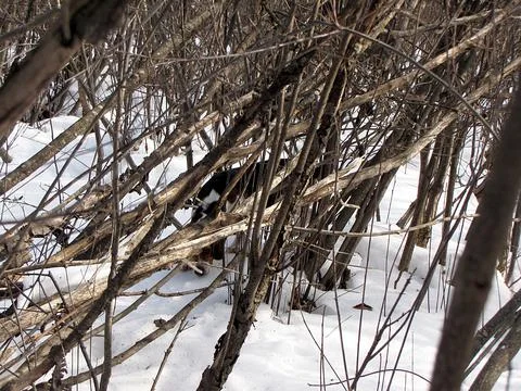 Beagle In the Brush Stock Photos
