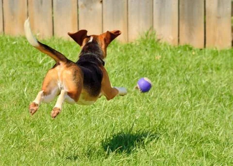 Beagle chasing a ball Stock Photos