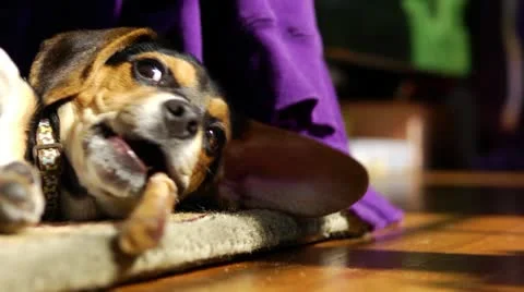 Beagle Chewing Toy Stock Footage 22035159