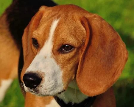 Beagle closeup Stock Photos