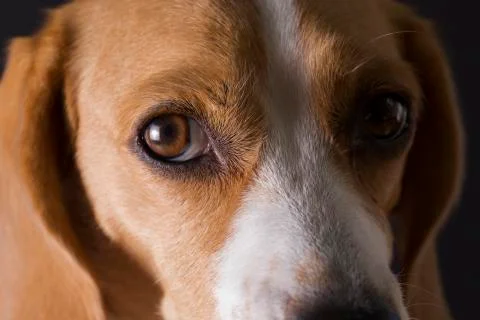 Beagle closeup portrait Stock Photos