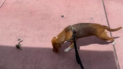 Beagle dog afraid from dead bird 스톡 동영상 243517221