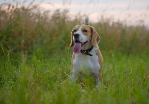 Beagle dog on a background sunset Stock Photos