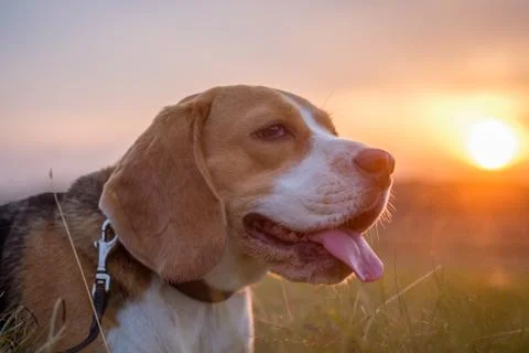 Beagle dog on a background sunset Stock Photos