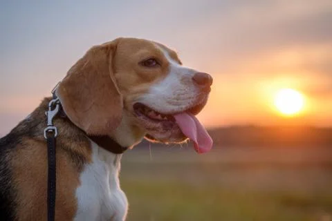 Beagle dog on a background sunset Stock Photos