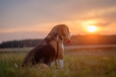 Beagle dog on a background sunset Stock Photos