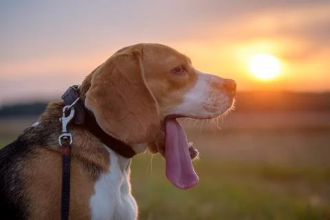 Beagle dog on a background sunset Stock Photos