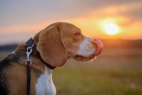 Beagle dog on a background sunset Stock Photos
