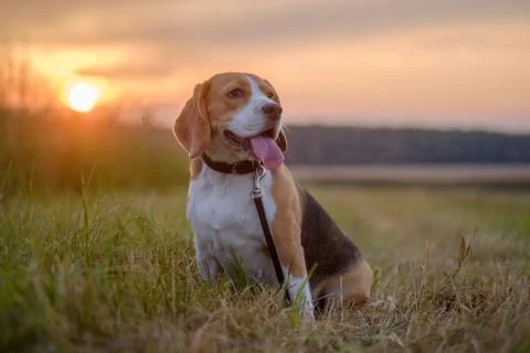 Beagle dog on a background sunset Stock Photos