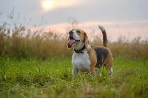 Beagle dog on a background sunset Stock Photos