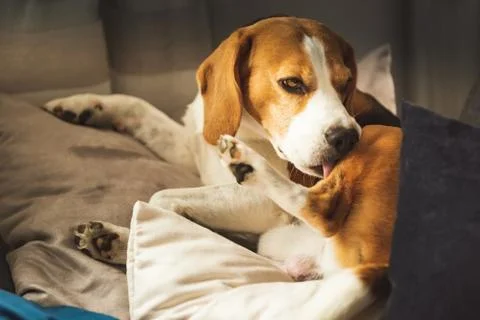 Beagle dog biting his itching skin on legs. Skin problem allergy reaction. Stock Photos