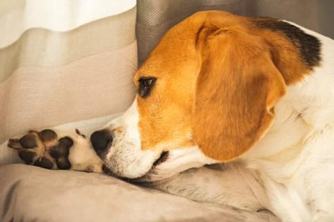 Beagle dog biting his itching skin on legs. Skin problem allergy reaction. Stock Photos