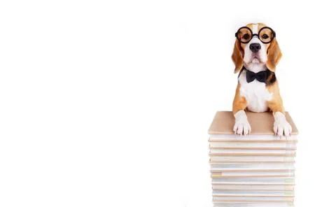 A beagle dog in a bow tie on a stack of books on a white isolated backgrou... Stock-Fotos