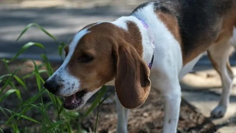 Beagle dog chewing grass during walking in the park. Stock Footage 283051960