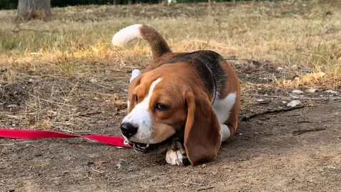 Beagle dog chews a red leash while lying on the ground outdoors, playful pet Stock Footage 345592304