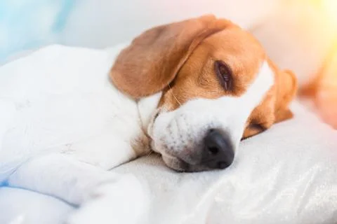 Beagle dog close up on a carpet falling asleep. Edited photo with light leaks Stock Photos