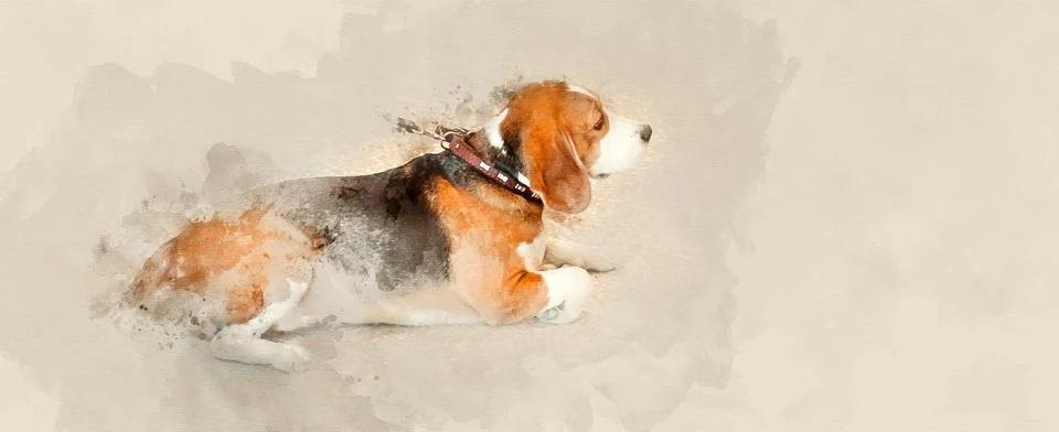 Beagle dog close up Illustrazione stock