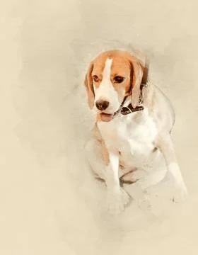 Beagle dog close up Stockillustratie