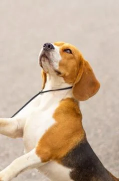 Beagle dog close-up Stock Photos