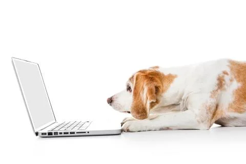 Beagle dog computer isolated on white background Foto stock